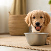Enhancing Your Puppy’s Diet: What to Add to Kibble for Puppy Health