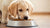 Enhancing Your Puppy’s Nutrition: How to Make Hard Dog Food Soft for Puppies