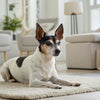Exploring Dachshund Personality Traits: What Makes Doxies So Unique?