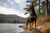 Exploring German Pinscher Personality Traits: What Makes This Breed Unique