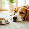 Exploring Reasons Behind My Dog's Lack of Appetite: Typical Causes and Remedies