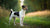 Exploring Smooth Fox Terrier Personality Traits: A Guide for Dog Lovers