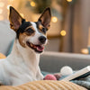 Exploring the Different Types of Dog Food: A Comprehensive Guide for Pet Owners