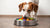 Exploring the Fascinating Behavior: Why Do Dogs Put Toys in Their Food Bowl?