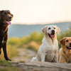 Exploring the Impact of Phenobarbital: Does Phenobarbital Cause Weight Gain in Dogs?