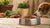 Exploring What Dog Food Has Grain: A Comprehensive Guide for Pet Owners
