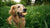Exploring What is a Sea Dog Biscuit: A Treat for All Tails-141102579951