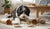 Exploring Which Dog Food Has the Highest Protein: A Comprehensive Guide for Pet Owners