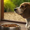 Exploring Why Doesn’t My Dog Wanna Eat His Food: Understanding Appetite Changes