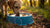 Exploring Why Dogs Dig in Their Water Bowl: An Insightful Guide for Pet Owners-140794036463