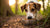 Exploring Why Dogs Don’t Eat Their Food: A Comprehensive Guide-140403998959