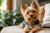 Exploring Yorkshire Terrier Personality Traits: What Makes Them Unique Companions