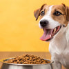 Finding a Good Dog Food for Dogs with Allergies: A Comprehensive Guide