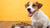 Finding a Good Dog Food for Dogs with Allergies: A Comprehensive Guide