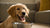Freeze-Dried Dog Food vs Kibble: Making the Right Choice for Your Pet