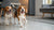 Fresh Dog Food Recipes: Elevate Your Pup's Meal Time with Homemade Goodness