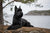 Giant Schnauzer Temperament: A Guide to This Loyal Breed