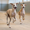 Healthy Treats for Diabetic Dogs: A Complete Guide for Pet Owners