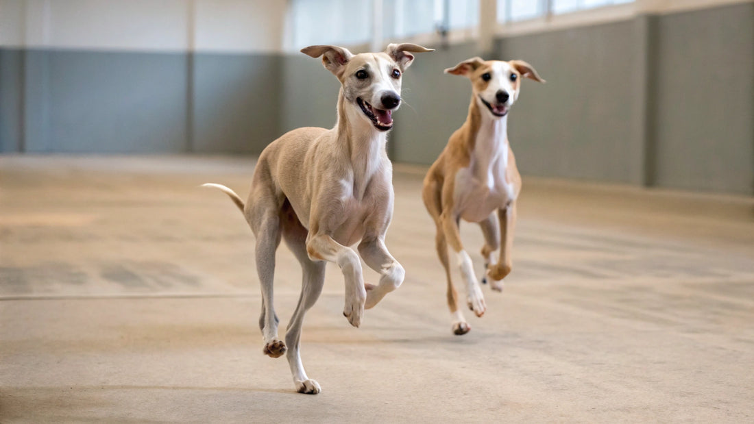 Healthy Treats for Diabetic Dogs: A Complete Guide for Pet Owners