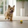 Homemade Dehydrated Dog Treats: A Comprehensive Guide for Healthier Snacking