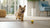 Homemade Dehydrated Dog Treats: A Comprehensive Guide for Healthier Snacking