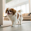 Homemade Dog Biscuits with Peanut Butter: A Delicious Treat for Your Furry Friend