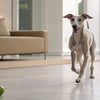 Homemade Dog Food for Boxers: A Nutritional Guide for Your Furry Friend