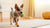 Homemade Dog Food for German Shepherds: A Comprehensive Guide to Nourishing Your Furry Friend