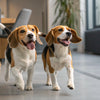 Homemade Dog Food for Pitbulls: A Comprehensive Guide