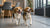 Homemade Dog Food for Pitbulls: A Comprehensive Guide