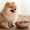 Homemade Dog Food for Pomeranians: A Comprehensive Guide to Feeding Your Furry Friend