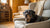 Homemade Dog Treats for Gut Health: Wholesome Recipes and Benefits