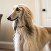 Homemade Dog Treats for Weight Loss: A Delicious Way to Keep Your Pup Fit