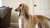 Homemade Dog Treats for Weight Loss: A Delicious Way to Keep Your Pup Fit