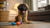 Homemade Dog Treats with Parsley: A Fresh and Healthy Delight for Your Furry Friend