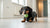 Homemade Dog Treats with Rice: Wholesome Recipes for Your Furry Friends