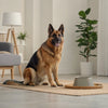 Homemade Dog Treats with Turmeric: A Delicious and Nutritious Option for Your Furry Friends