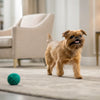 Homemade Food for Dogs with Bladder Stones: A Thoughtful Guide for Caring Pet Parents