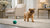 Homemade Food for Dogs with Bladder Stones: A Thoughtful Guide for Caring Pet Parents