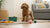 Homemade Food for Dogs with Diabetes: Nourishing Your Furry Friend with Care and Control