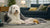 Homemade Food for Dogs with Pancreatitis: A Caregiver’s Guide to Nutrition and Wellness