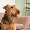 Homemade Food for Puppies: A Comprehensive Guide for Pet Owners