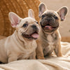 Homemade Grain-Free Dog Treats: Simple Recipes for Happy Pups