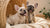 Homemade Grain-Free Dog Treats: Simple Recipes for Happy Pups