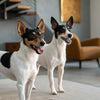 Homemade Low Fat Dog Treats: Healthy Snacks for Your Furry Friends
