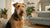 Homemade Meaty Dog Treats: A Delicious Way to Pamper Your Pup
