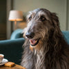 Homemade Oatmeal Dog Treats: A Wholesome Recipe for Your Furry Friend