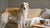 Homemade Pumpkin Dog Treats: A Delightful Recipe for Your Furry Friends