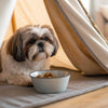 Homemade Sardine Dog Treats: A Delicious and Nutritious Snack for Your Furry Friends