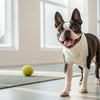 Homemade Soft Dog Treats: Crafting Delicious and Nutritious Snacks for Your Furry Friends